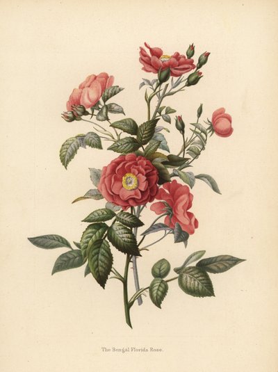 Rosa de Florida de Bengala, Rosa chinensis de Unknown